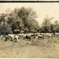 Alabama College Farm and Cows