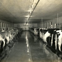 Alabama College Holstein-Friesian Cows