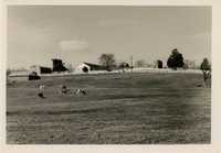 Grazing Dairy Cows